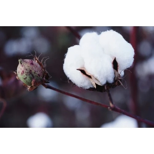 Babaanne Yorganı, El Yapımı Tek Kişilik Pamuklu Yorgan (155x215) - 4