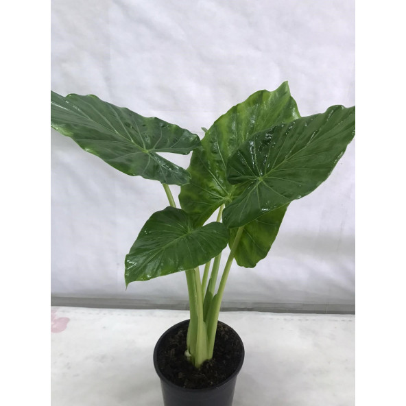 FİL KULAĞI Alocasia Macrorrhizos 21’lik saksı (100 cm) - 2