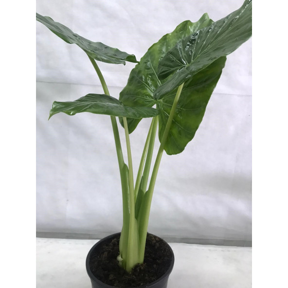 FİL KULAĞI Alocasia Macrorrhizos 21’lik saksı (100 cm) - 3