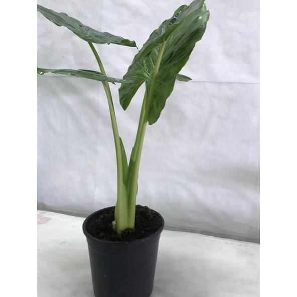 FİL KULAĞI Alocasia Macrorrhizos 21’lik saksı (100 cm) - 4