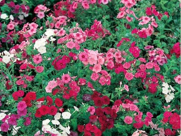 Karışık Renkli Floks Çiçeği Tohumu(100 tohum)
