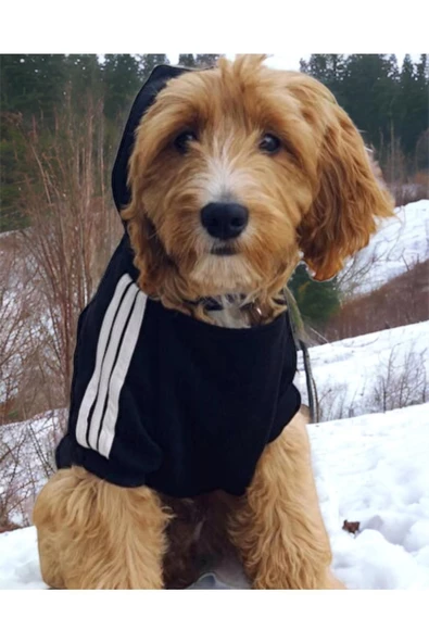 Siyah Adidog 10-45kg Köpek Sweatshirt, Hoodie, Orta Ve Büyük Irklar Için - 3