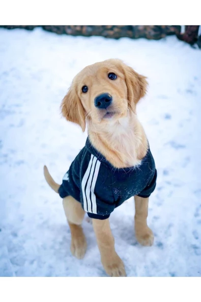Siyah Adidog 10-45kg Köpek Sweatshirt, Hoodie, Orta Ve Büyük Irklar Için - 4