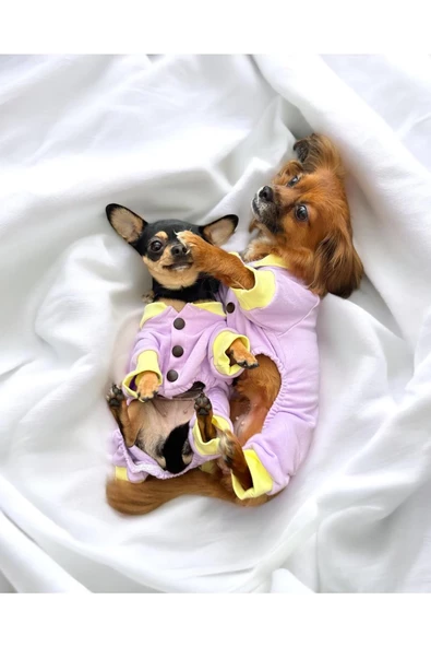 Color Collage Köpek Ceketi, Köpek Kazağı, Köpek Kıyafeti