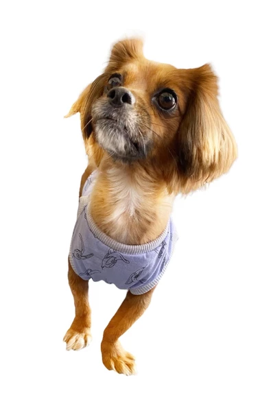 Lila Sevimli Ördek Köpek Ve Kedi Tişörtü, Köpek Kıyafeti, Kedi Kıyafeti - 3