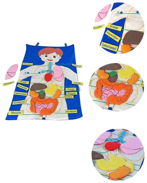 Temel İnsan Vücudu Cırtlı Pano - 2