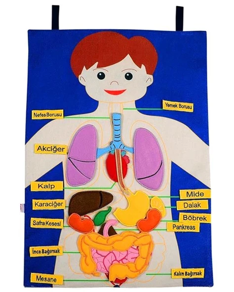 Temel İnsan Vücudu Cırtlı Pano