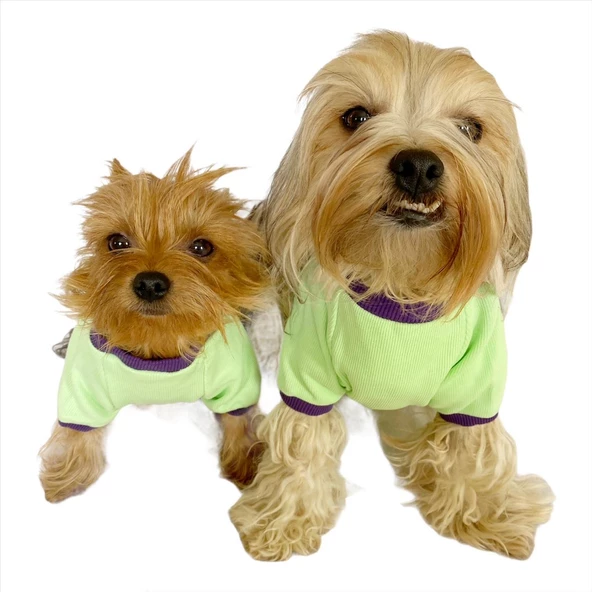 Sweet Butterfly Oval Yaka Tişört Köpek Kıyafeti Köpek Elbisesi - 5