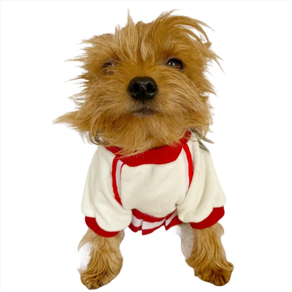 Teresa Girl Sweat Elbise by Kemique Köpek Kazağı - 3