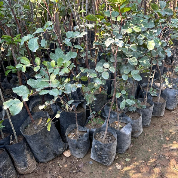 Tüm Bölgelere Uyumlu Keçi Boynuzu (Mikro Aşılı) Harnup Fidanı - Resim 2