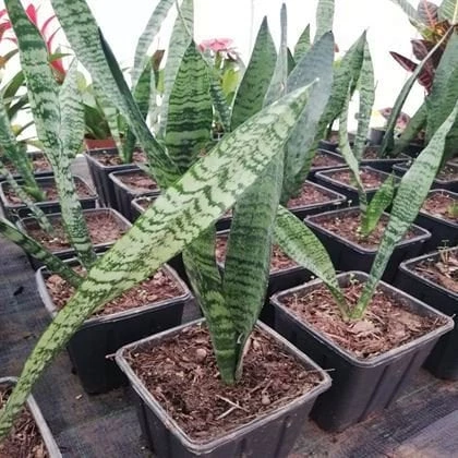 Paşa Kılıcı Sansevieria Fidanı 10-20 cm Saksı Çapı 12 cm