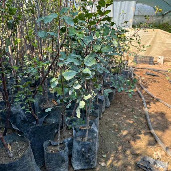 Mikro Aşılı ve Soğuk Bölgelere Uygun Keçi Boynuzu (Harnup) Fidanı ürün görseli