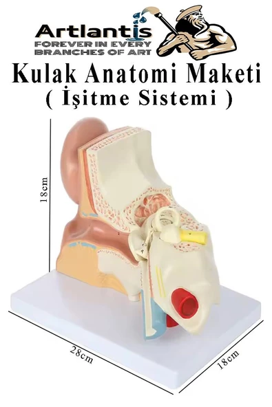 Kulak Anatomisi Modeli 1 Adet İnsan İşitme Sistemi Ses Anatomik Modeli Deney Bilim Tıbbi Model Kulak Maketi Masaüstü - 2