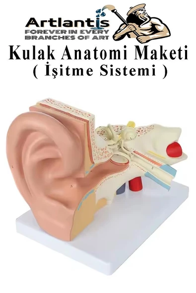 Kulak Anatomisi Modeli 1 Adet İnsan İşitme Sistemi Ses Anatomik Modeli Deney Bilim Tıbbi Model Kulak Maketi Masaüstü - 3