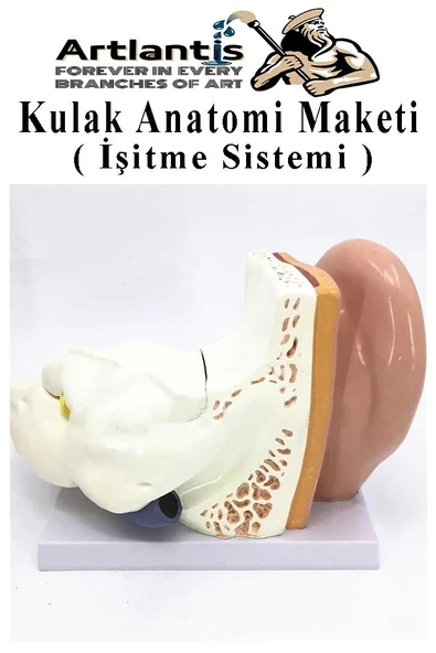 Kulak Anatomisi Modeli 1 Adet İnsan İşitme Sistemi Ses Anatomik Modeli Deney Bilim Tıbbi Model Kulak Maketi Masaüstü - 5