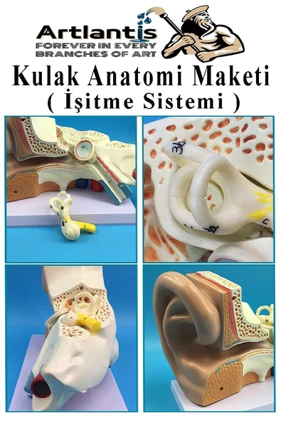 Kulak Anatomisi Modeli 1 Adet İnsan İşitme Sistemi Ses Anatomik Modeli Deney Bilim Tıbbi Model Kulak Maketi Masaüstü - 6