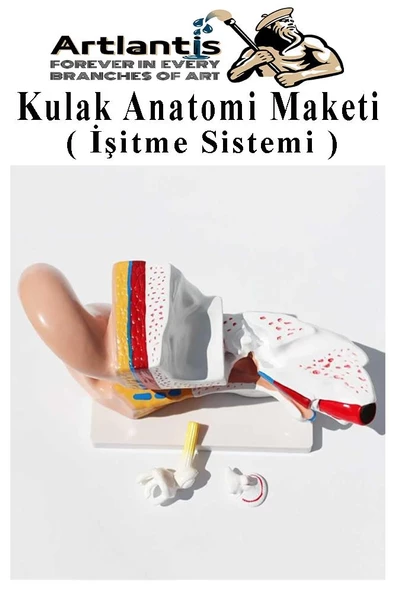 Kulak Anatomisi Modeli 1 Adet İnsan İşitme Sistemi Ses Anatomik Modeli Deney Bilim Tıbbi Model Kulak Maketi Masaüstü - 4