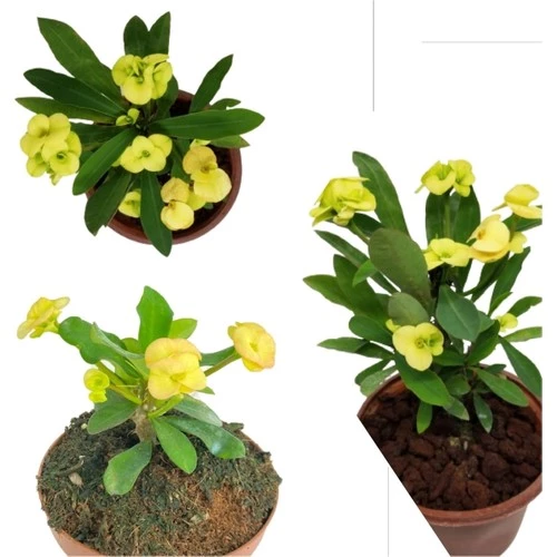 Sarı Dikenler Tacı Fidanı 10-20 cm - Resim 2