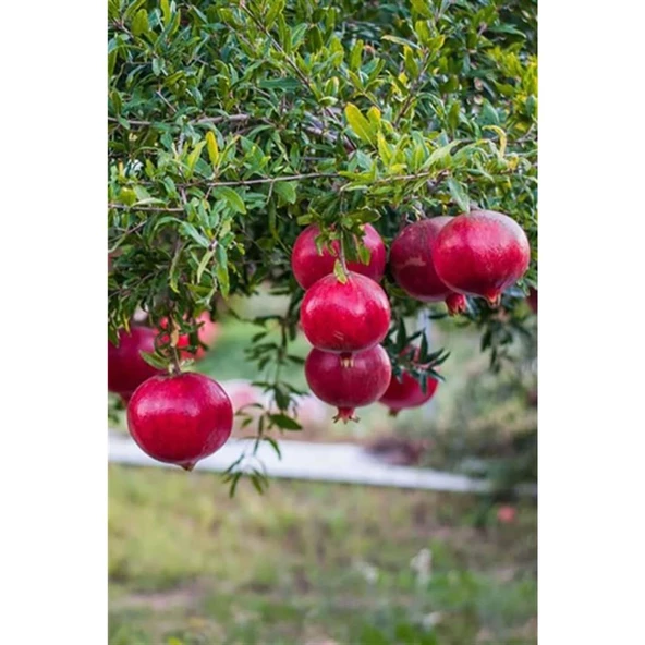 Hicaz Nar Fidanı 2 Yaş Açık Kök 50-100 cm