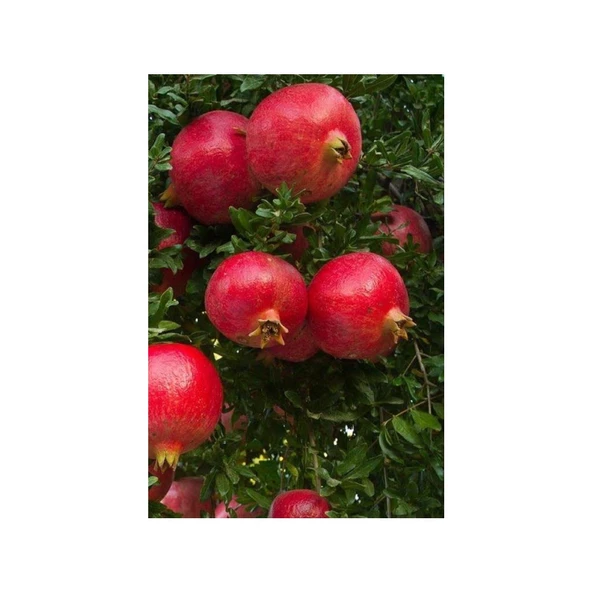 Açık Kök 50-100 cm Hicaz Nar Fidanı Pomegranate Sapling