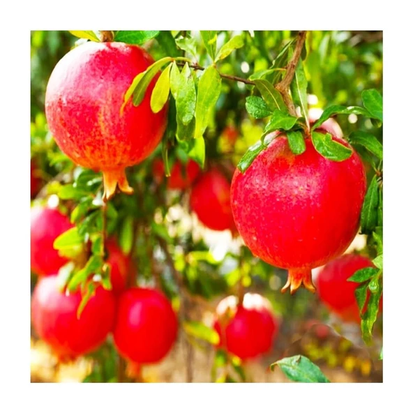 Devedişi Nar Fidanı Açık Kök 50-100 cm Pomegranate Sapling