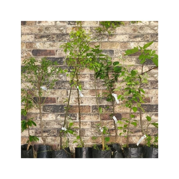 1 Yaş Açık Kök 50-100 cm Aydın Sarılop Incir Fidanı - Resim 3