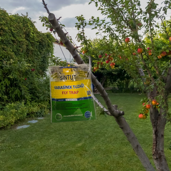 5 Adet Sintut Medium, Karasinek Tuzağı - 3