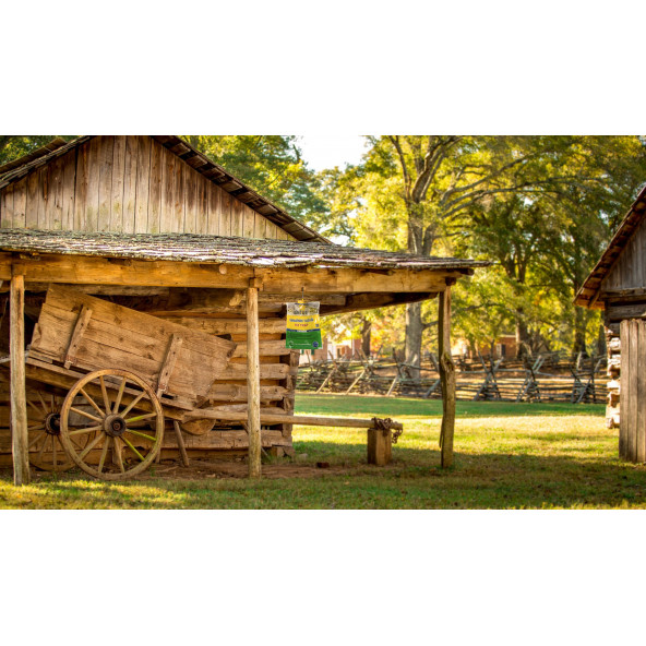 5 Adet Sintut Medium, Karasinek Tuzağı - 5