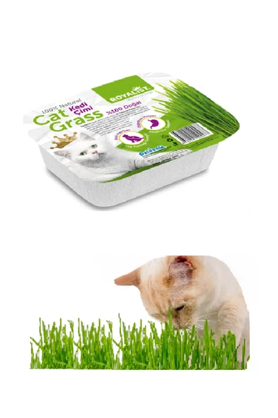 GNCPETSHOP  CAT GRASS KEDİ ÇİMİ