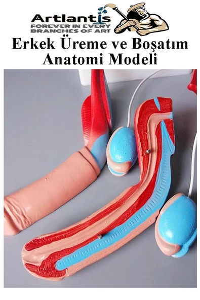 Erkek Üreme ve Boşaltım Sistemi Anatomi Modeli 1 Adet Boşaltım Sistemi Maketi Böbrek Anatomik Model Deney Bilim Tıbbi Model - 4