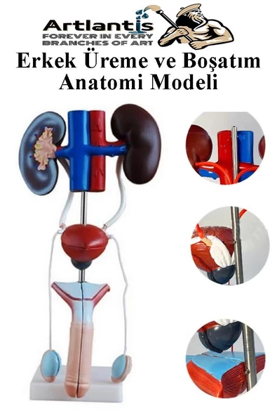 Erkek Üreme ve Boşaltım Sistemi Anatomi Modeli 1 Adet Boşaltım Sistemi Maketi Böbrek Anatomik Model Deney Bilim Tıbbi Model
