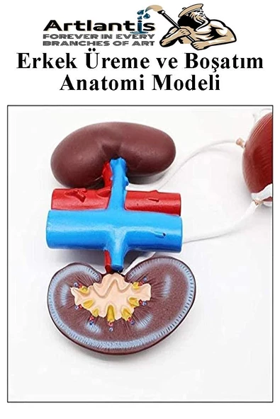 Erkek Üreme ve Boşaltım Sistemi Anatomi Modeli 1 Adet Boşaltım Sistemi Maketi Böbrek Anatomik Model Deney Bilim Tıbbi Model - 3