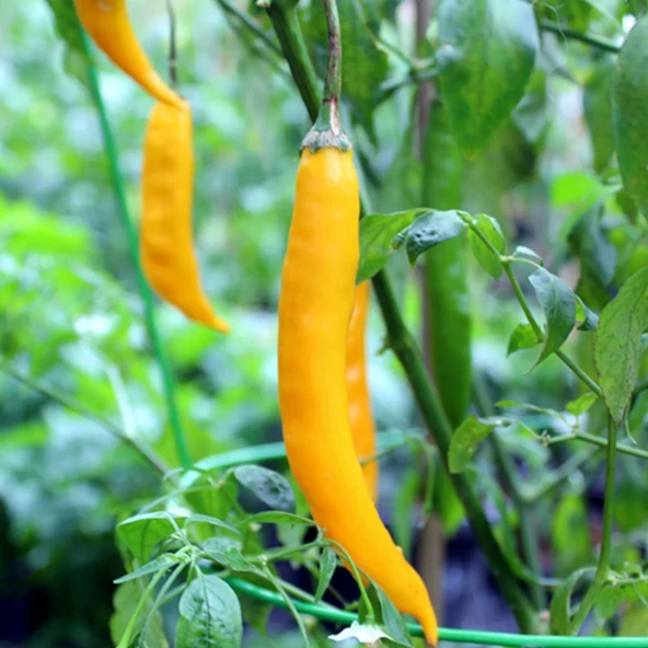 Sarı Şili Biber Tohumu 50 Adet Tohumu - Resim 4