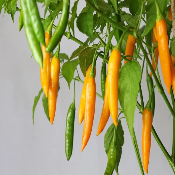 Sarı Şili Biber Tohumu 30 Adet Tohumu - Resim 2