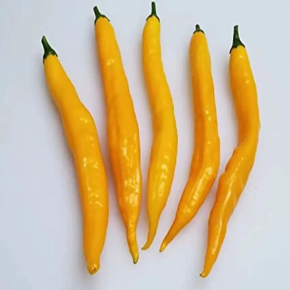 Sarı Şili Biber Tohumu 10 Adet Tohumu - Resim 3