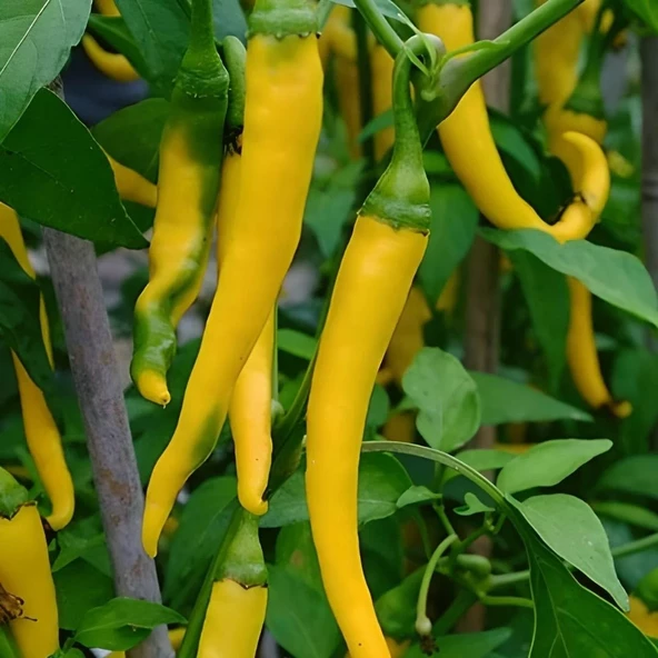 Sarı Şili Biber Tohumu 30 Adet Tohumu - Resim 4