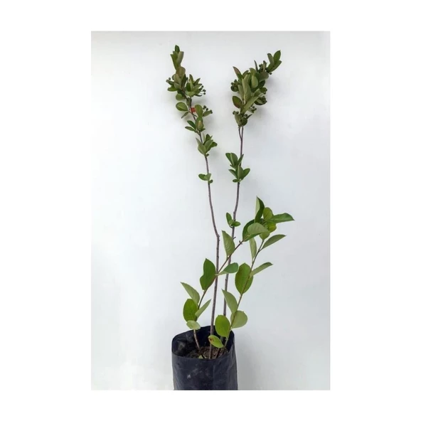 Leylak Çiçeği Fidanı 1 Adet Mor  40-80 cm - 2