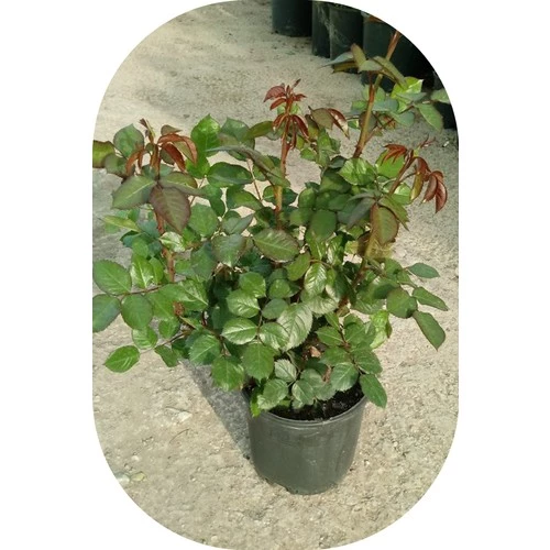 Gül Fidanı Ebruli  Kokulu Yediveren 15-25 cm - 2