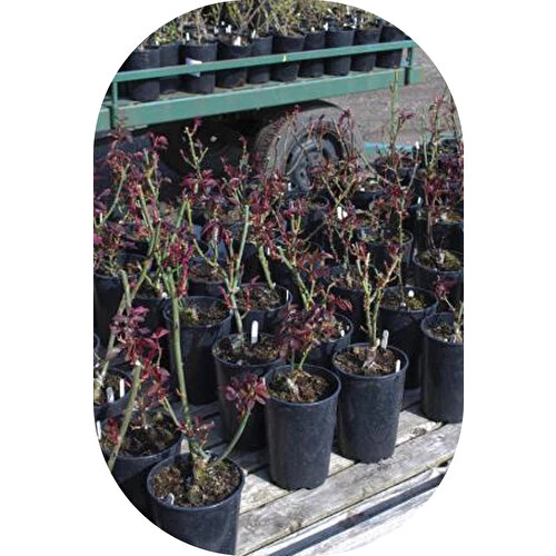 Gül Fidanı Ebruli  Kokulu Yediveren 15-25 cm - 4