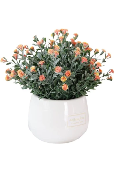 Kasımpatı Krizantem Chrysanthemum Karışık Renk Saksılı 10-20 cm - Resim 3
