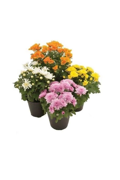 Kasımpatı Krizantem Chrysanthemum Karışık Renk Saksılı 10-20 cm - Resim 2