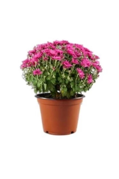 Kasımpatı Krizantem Chrysanthemum Karışık Renk Saksılı 10-20 cm