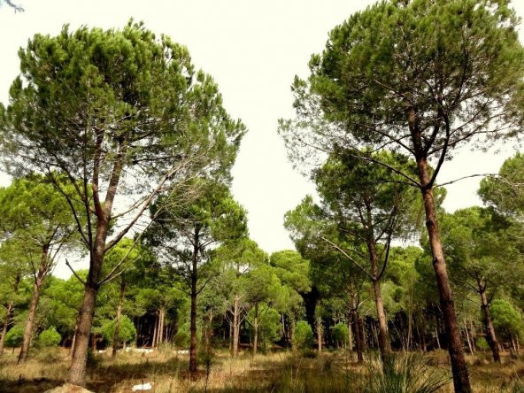 Tüplü Kızıl Çam Ağacı Fidanı - 2