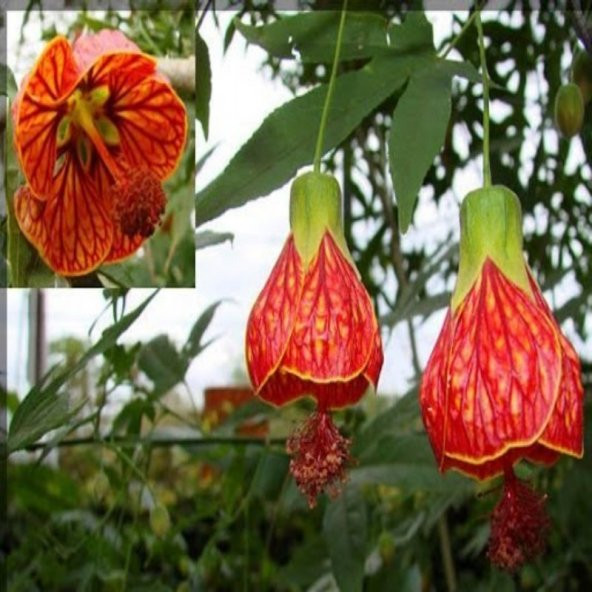 Tüplü Saksıda Gönderim Abutilon Çiçeği Fidanı