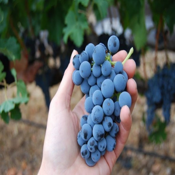 Tüplü Aşılı Şaraplık Merlot Üzüm Fidanı - 3