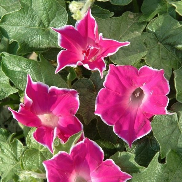 Dev Çiçekli İpomea Pembe Picotee Japon Gündüz Sefası Çiçeği(5 tohum)
