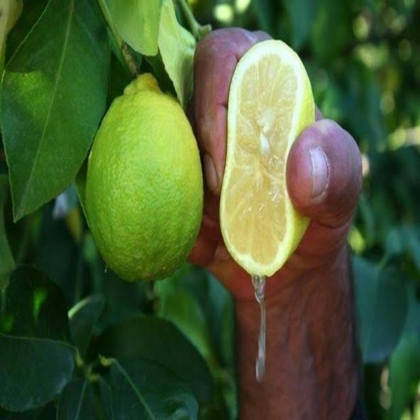 Tüplü Aşılı Yarı Bodur Kütdiken Limon Fidanı