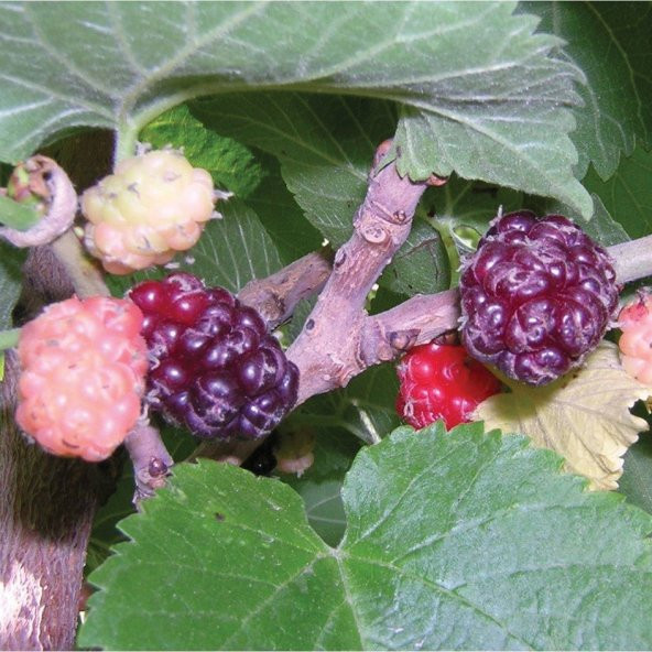 Tüplü Aromalı Ekşi Kara Urmu Dut Fidanı (60-100 cm)