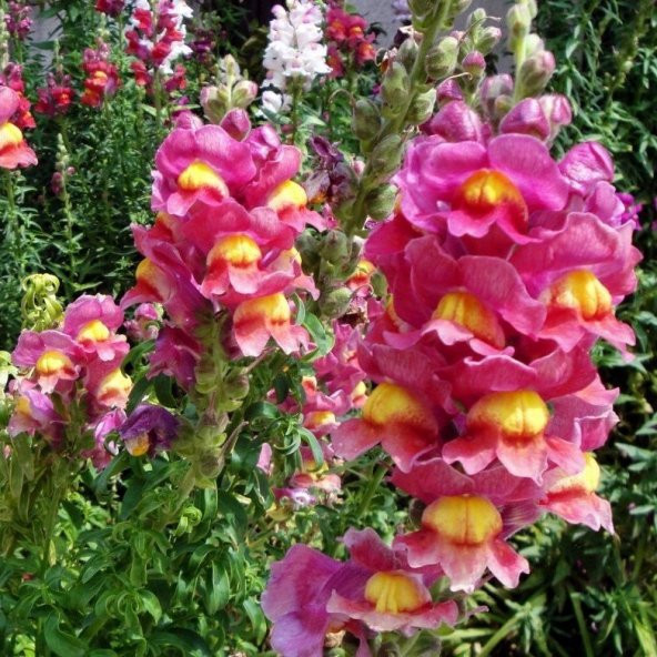 Antirrhinum Rainbow Karışık Renkli Aslanağzı Çiçeği Tohumu (200 tohum)
