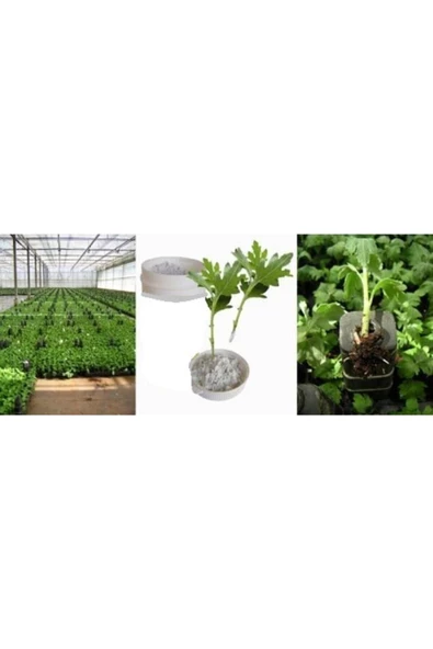 Iba K ( Indole Butyrik Asit ) Çelik Köklendirme Hormonu 5 gr (TOPRAK DÜZENLEYİCİ) Saf Su Ile Çözünür - Resim 5